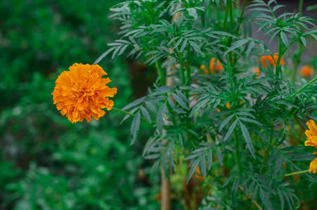 closeup of Mexican Marigolds flower