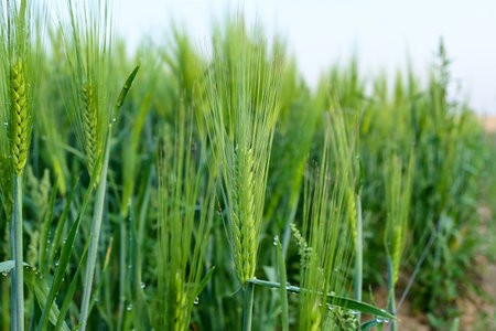 Young green wheat in spring summer fieldの写真素材