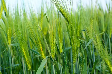 green wheat ear in agricultural fieldの写真素材