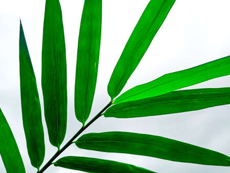 Bomboo leaf against white sky after rainの写真素材