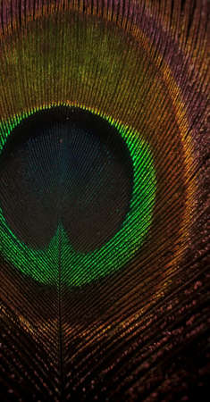 peacock feather with details and colorsの写真素材