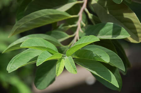 leaves and stems with blurred backgroundの写真素材