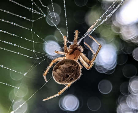 garden spider on the webの写真素材