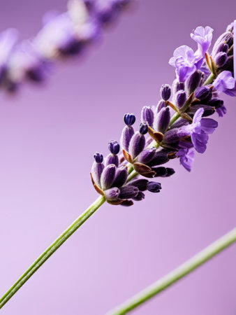 beautiful lavender flowers in the gardenの素材