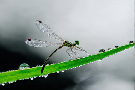 dragonfly on green leafの素材