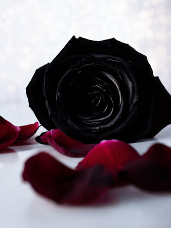 red rose and black on white background. valentine card.の素材