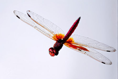 close up of a dragonfly on white backgroundの素材