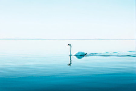 white swan floating on the seawhite seaの素材