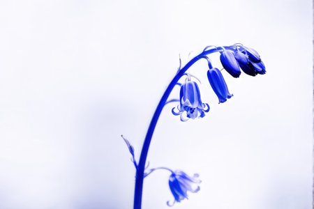 blue flower on a white backgroundの素材