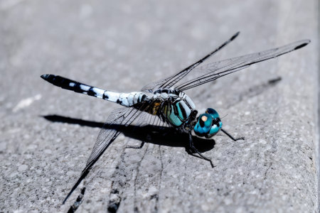 dragonfly on the white background, macroの素材