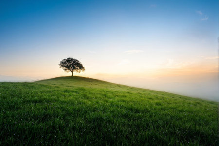 beautiful green field in the forest greenfieldの素材