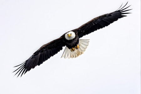 bald eagle flying in the air a blue skyの素材