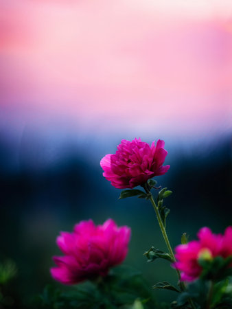 beautiful flowers in the gardenの素材