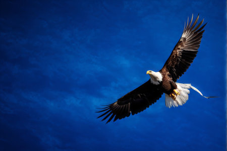 white eagle with blue wingsの素材