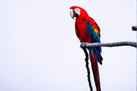 red macaw parrot sitting on branchの素材