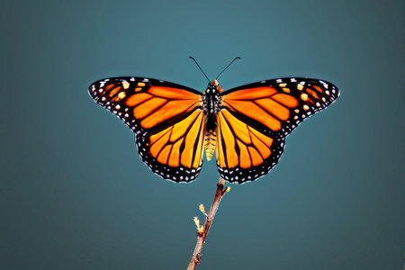 butterfly on a white backgroundの素材