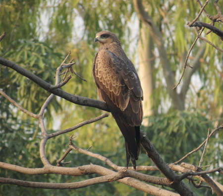 eagle watching his target