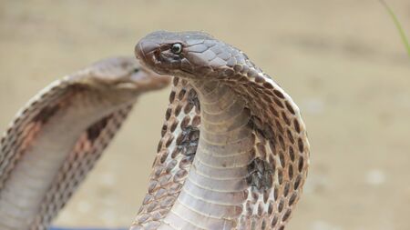 king cobraの写真素材