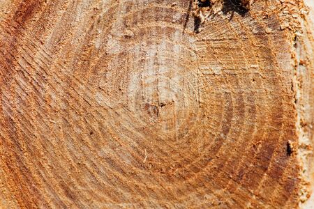 Dark brown tree stump texture close upの写真素材
