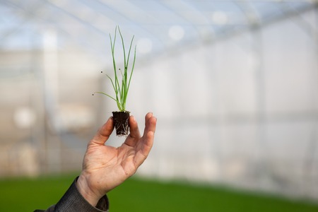 Human hands holding young plant with soil over blurred with nature background. Ecology World Environment Day CSR Seedling Go Green Eco Friendly Earth Health Care Food Garden New Life concept.の写真素材