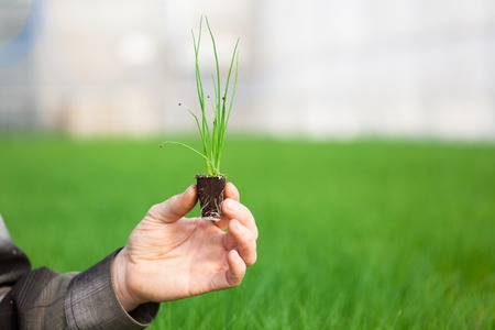 Human hands holding young plant with soil over blurred with nature background. Ecology World Environment Day CSR Seedling Go Green Eco Friendly Earth Health Care Food Garden New Life concept.の写真素材