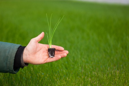 Human hands holding young plant with soil over blurred with nature background. Ecology World Environment Day CSR Seedling Go Green Eco Friendly Earth Health Care Food Garden New Life concept.の写真素材