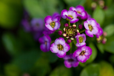 Close up of pretty pink, white and purple Alyssum flowers, of the Cruciferae annual flowering plantの写真素材