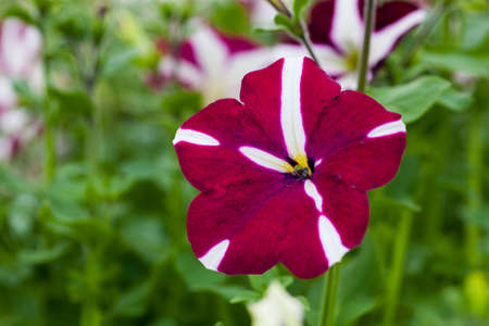 Image full of colourful petunia Petunia hybrida flowers.の写真素材