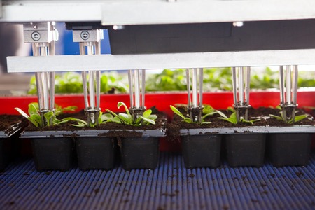 Mechanical planting seedlings. Machine with grippers planting seedlings. Serial planting.の写真素材