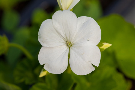 One flower of white colour on green natural background.