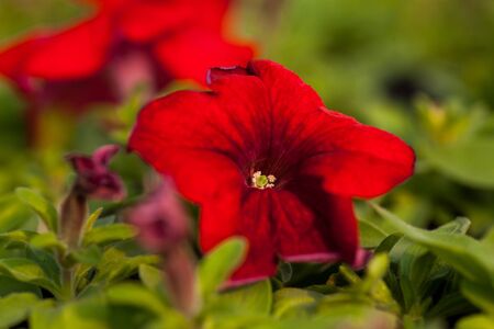 Beautiful Petunia a flower close-up on a background of green foliage.の写真素材