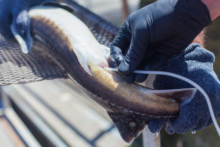 A fish farm worker collects sperm from sturgeon using special equipment to produce caviarの写真素材