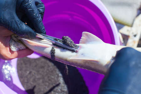 Obtaining caviar from sturgeon while preserving the life of producers on a fish farm
