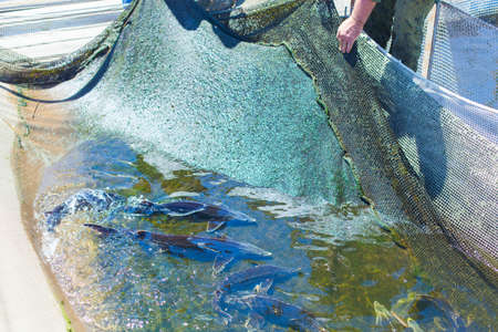 Worker of a fish farm is taking sturgeon out from a tank for further caviar production
