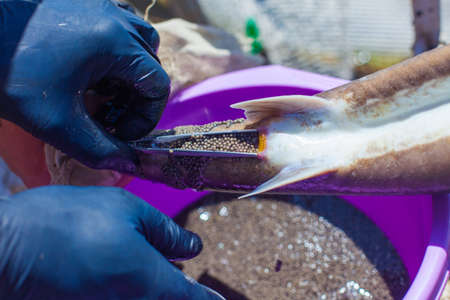 Fish farm workers hands extracting sturgeon caviar from an adult fish with extractors preserving the life of producersの写真素材