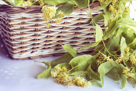 Wicker basket with lime linden flowers on a white backgroundの写真素材