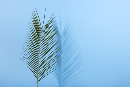 Palm leave on pastel blue background. Minimal concept. Flat lay.
