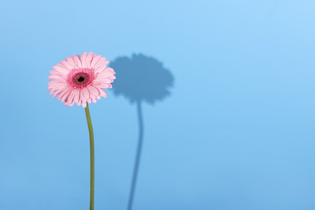Pink gerbera flower on pink blue background. Punchy Pastels. Flat layの写真素材