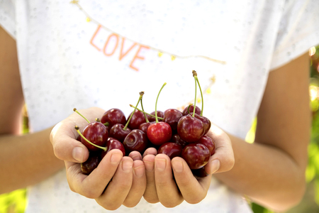 Hands holding freshly picked cherries on nature background