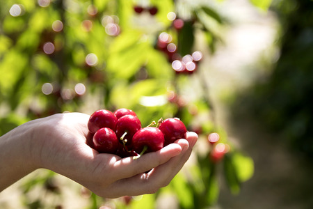 Hands holding freshly picked cherries on nature backgroundの写真素材