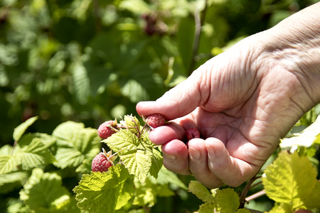 Hands of senior woman picking ripe raspberries in the garden. Sunny day