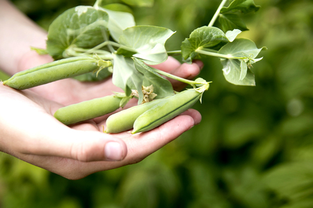 Female's hands holding fresh green peas in the gardenの写真素材