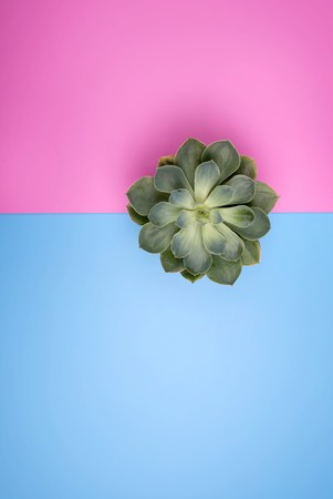 Cactus fashion design with shadow. Pink, blue Punchy Pastels background. Minimal style conceptの写真素材