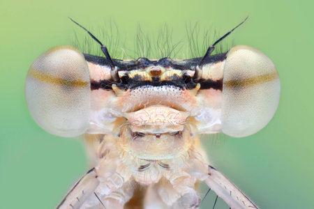 Extreme closeup of the damselfly Platycnemis pennipesの写真素材