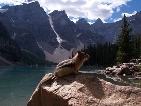 Squirrel in Moraine Lakeの写真素材