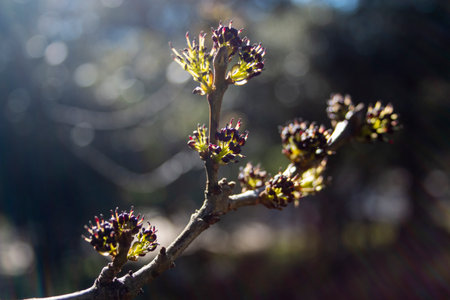 First buds on the branches of an ash tree in winter on a sunny day. Concept of rebirth and...