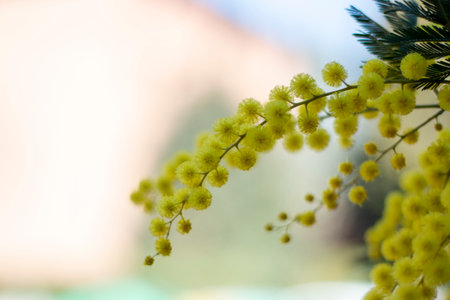 Blooming mimosa branch. Chemical products, fodder, domestic uses, environmental management, fiber, food, beverages, and wood are obtained. Acacia dealbataの写真素材