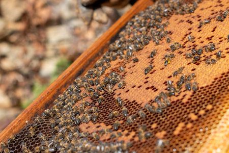 Rich honeycombs where you can see these insects, the bees, working to produce food
