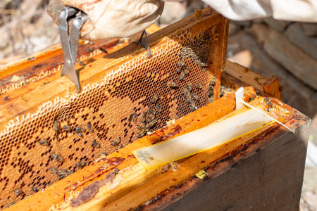 Rich honeycombs where you can see these insects, the bees, working to produce foodの写真素材