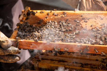 Beekeeper working in the hives. You can see the honeycombs, pictures and other details of the...